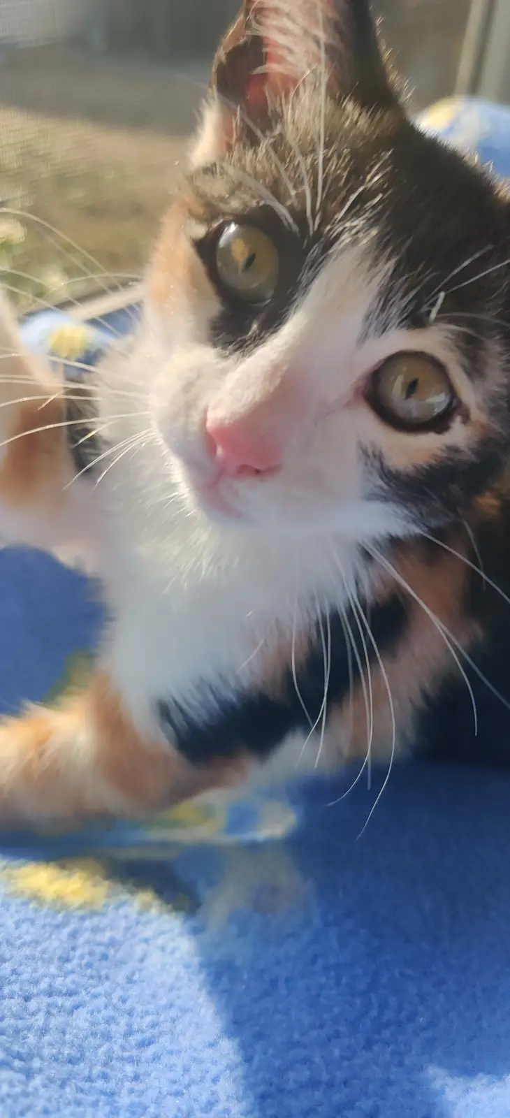 A close-up photo of a calico cat with wide, alert green eyes looking directly at the camera, resting on a blue blanket near…