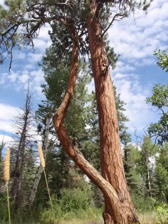 A tall pine tree with a highly unusual, twisted, and asymmetrical trunk stands in a forest under a partly cloudy blue sky…
