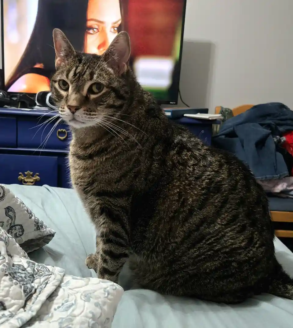 A tabby cat sits on a bed with a serious, unimpressed expression, looking away from a television screen in the background…
