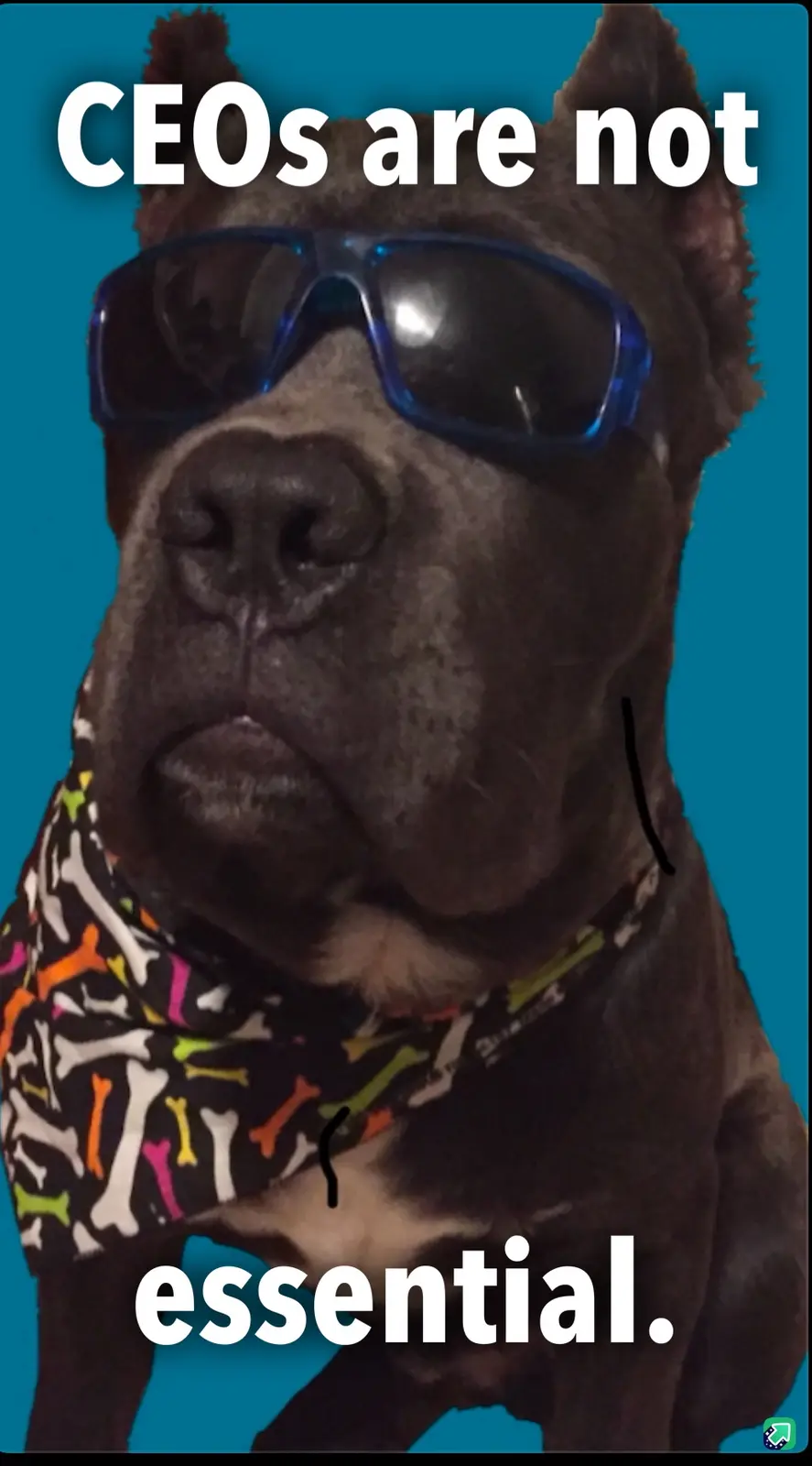 A dark-colored dog wearing blue sunglasses and a colorful bone-patterned bandana against a solid teal background. The text…