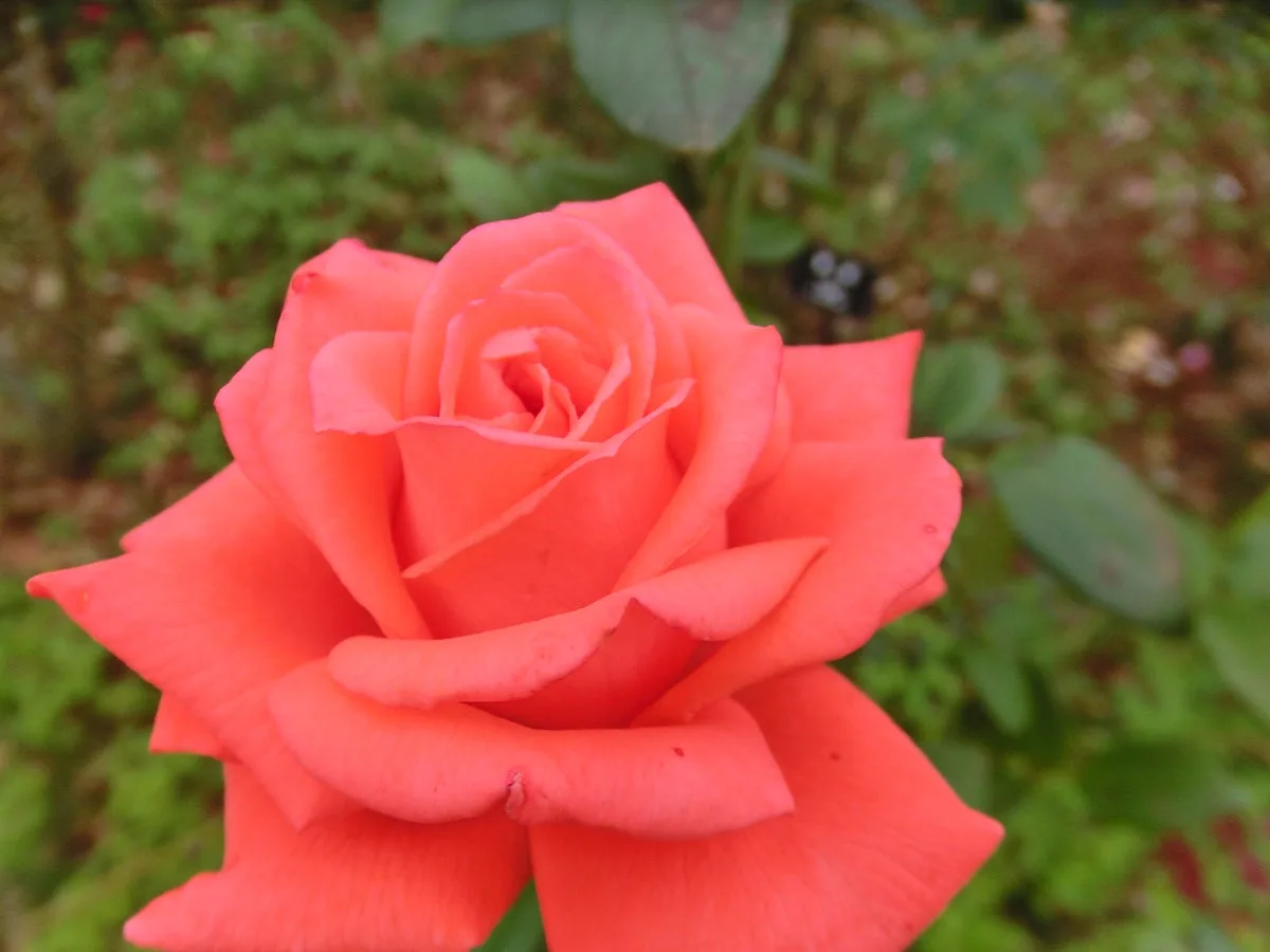A close-up photograph of a vibrant coral-pink rose in full bloom, with soft, layered petals and green foliage blurred in the…