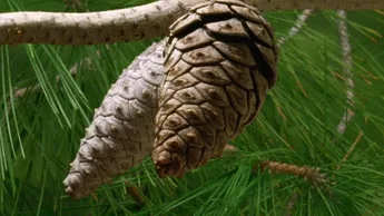 six sequential images show two pinecones hanging from a branch against green pine needles, with the right pinecone visibly…