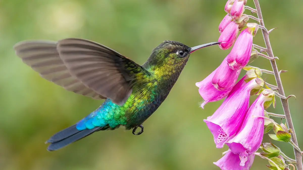 A fiery-throated hummingbird sips nectar from a hot pink foxglove's funnel-shaped bloom. Its long, narrow bill is perfectly…