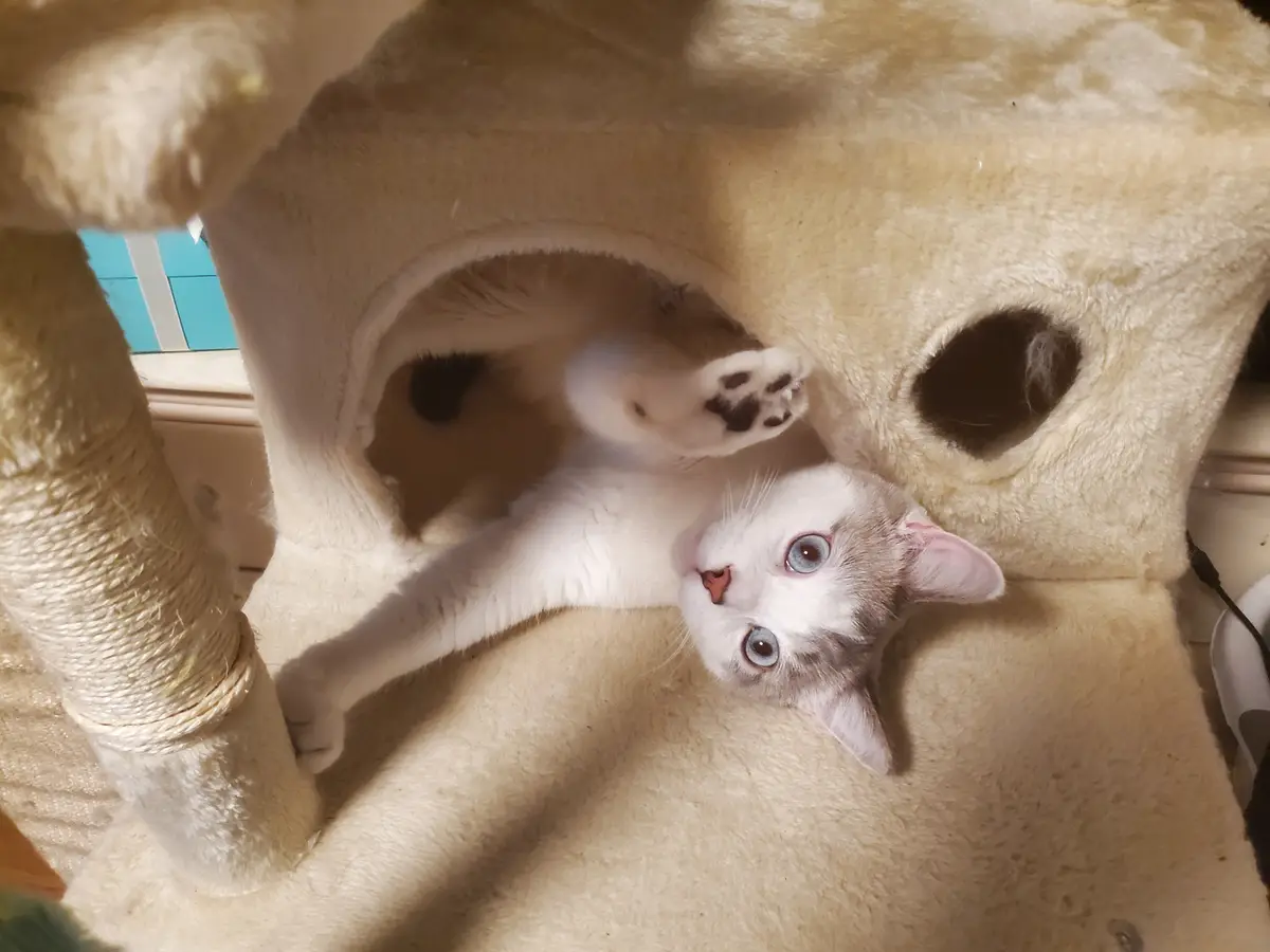 A white and grey cat with blue eyes lies on its back inside a beige cat tree, looking up at the camera with one paw raised…