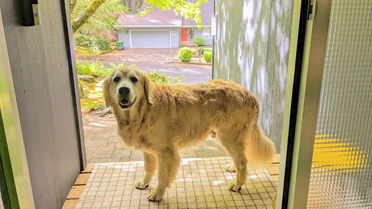 A golden retriever stands on a checkered doormat at a glass door, looking directly at the camera with a slightly open mouth…