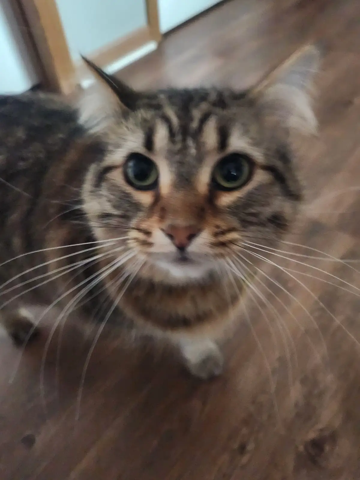 A blurry, close-up photo of a tabby cat with wide, green eyes staring directly at the camera, appearing to be walking toward…