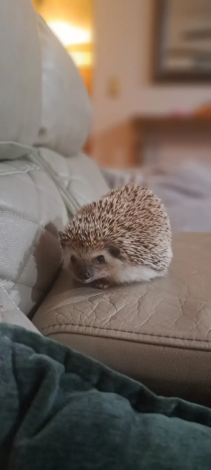 A small hedgehog with brown and white spines is curled up on a light-colored, quilted leather couch armrest, looking…
