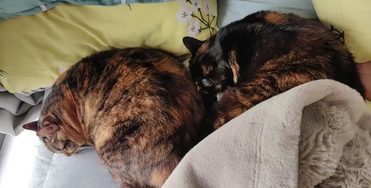 Two tortoiseshell cats are curled up and sleeping soundly on a bed with yellow pillows and a beige blanket. The cat on the…