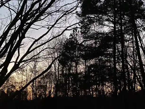 A silhouette of bare tree branches and pine trees against a twilight sky with orange and grey hues. Overlaid text reads 'i'm…