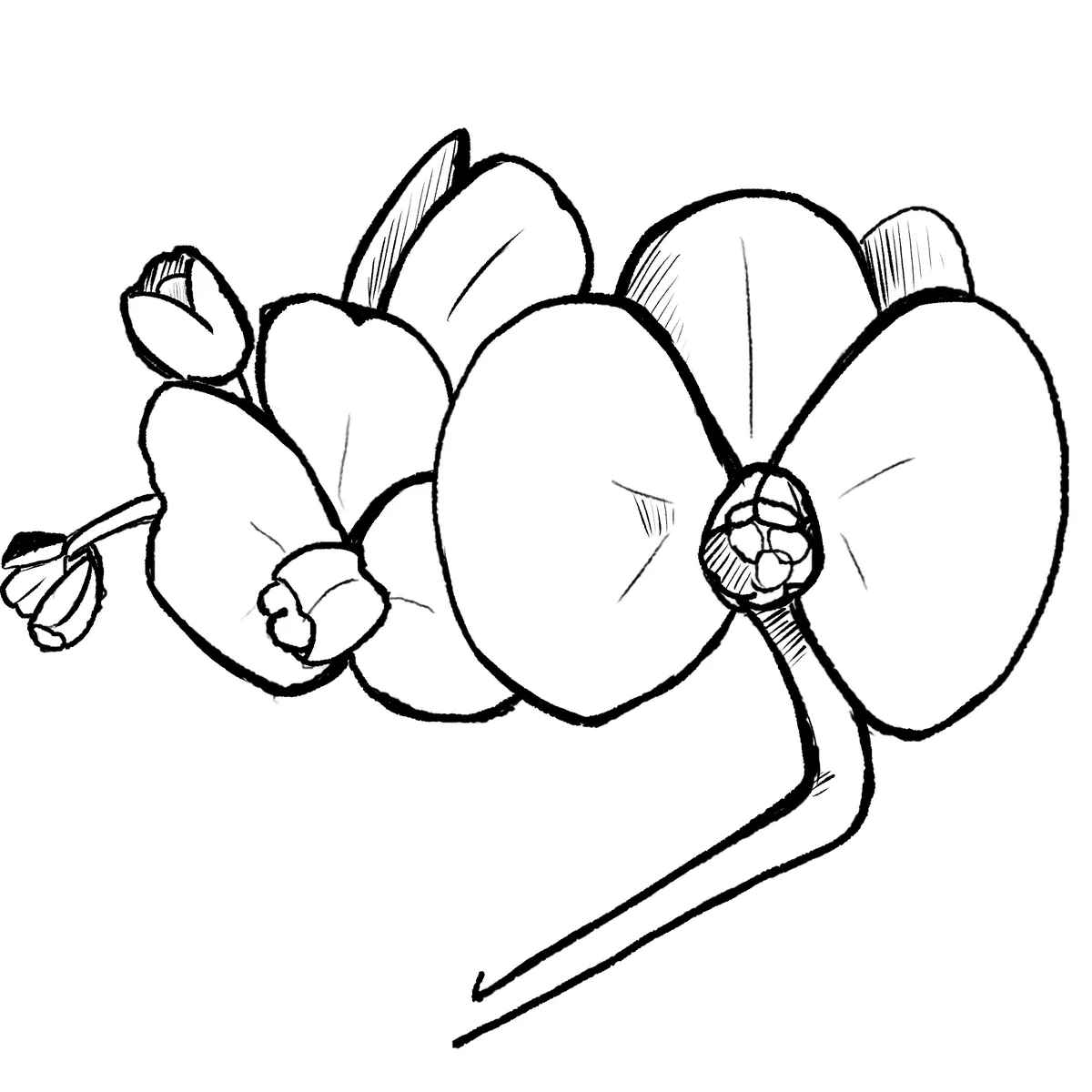 A black-and-white line drawing shows a cluster of stylized orchid flowers on a single stem, with one large bloom prominently…