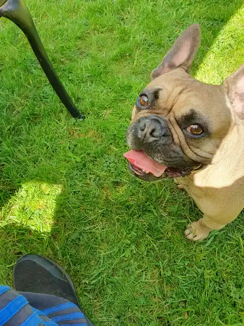 A tan French bulldog with large ears and a wrinkled face looks up at the camera with its tongue out, standing on green…