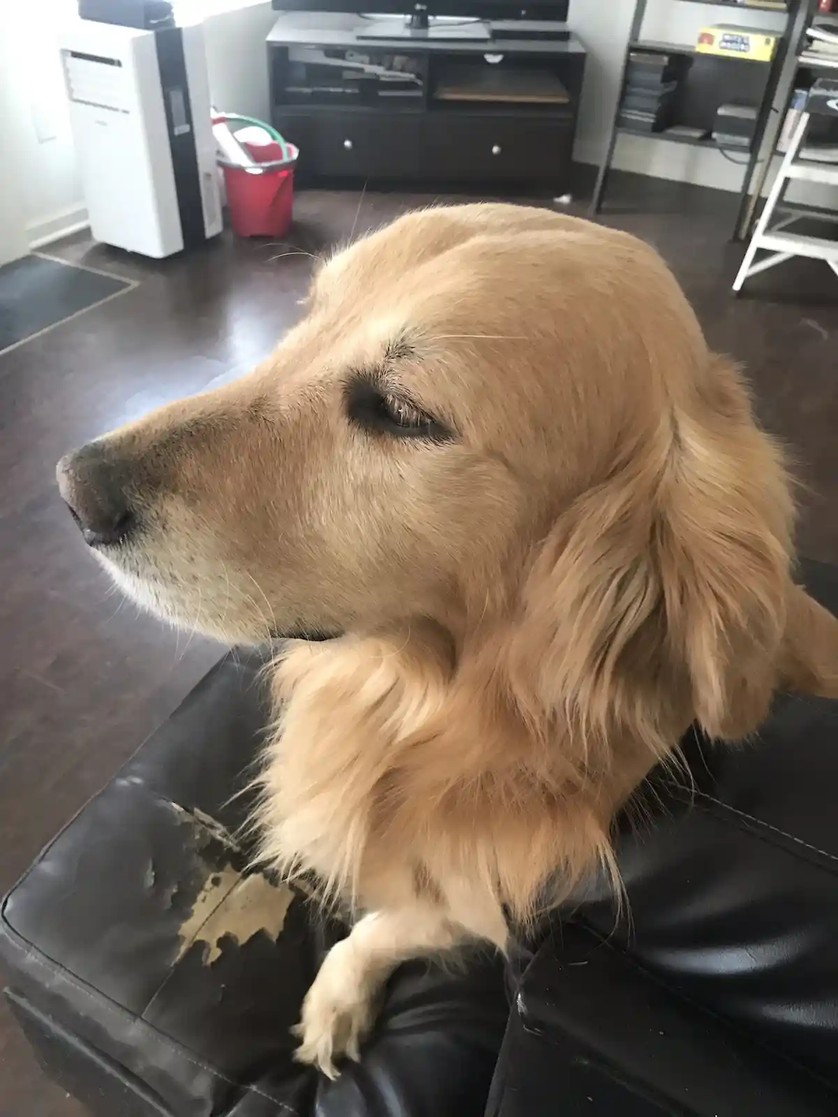 A golden retriever sits calmly on a black leather couch with a slightly weary expression, its head turned to the side. The…