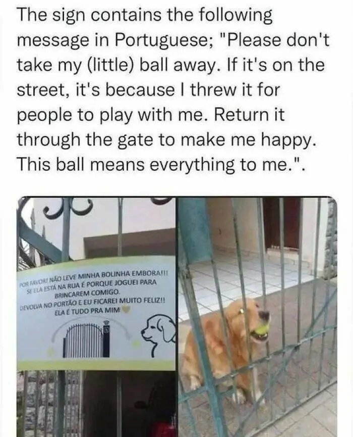 A golden retriever sits behind a metal gate holding a tennis ball in its mouth, next to a sign in Portuguese that pleads for…