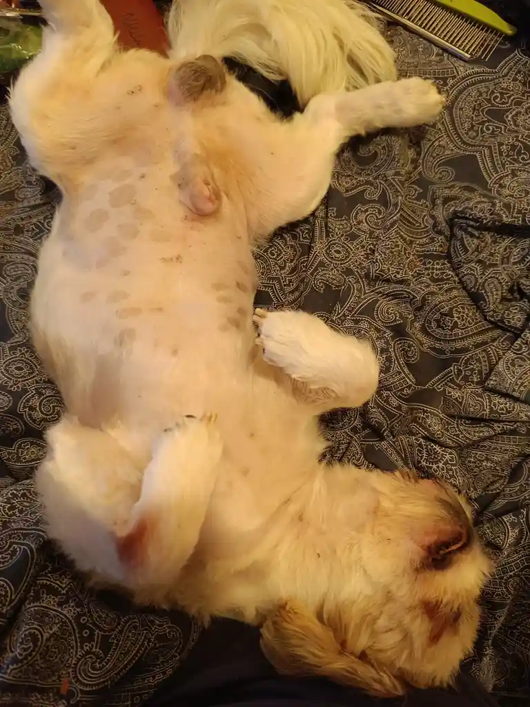 A small, fluffy, light-colored dog is lying on its back on a dark patterned blanket, exposing its belly which has visible…