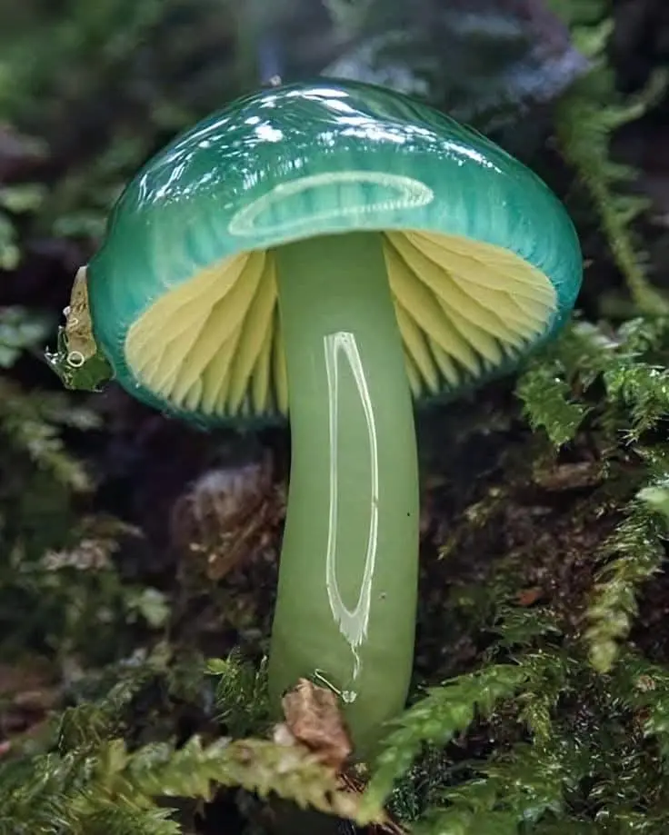 A close-up photo of a glossy green mushroom with yellow gills, growing in moss. White outlines have been digitally added to…
