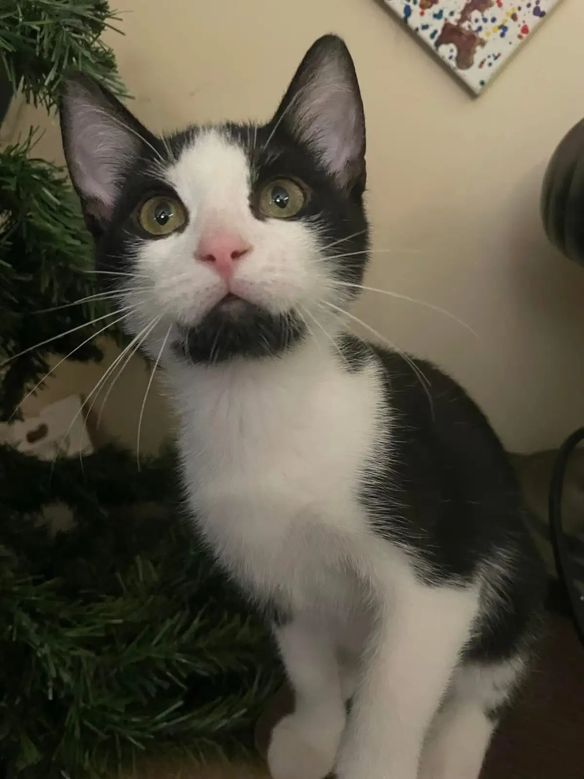 A black and white cat with wide, startled green eyes and a slightly open mouth sits in front of a green artificial Christmas…