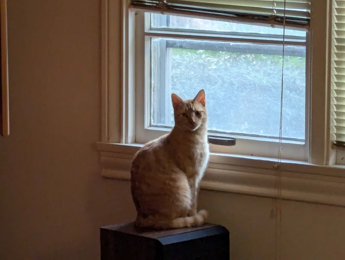 A light orange tabby cat sits upright on a dark rectangular object, likely a speaker, positioned on a windowsill. Behind the…
