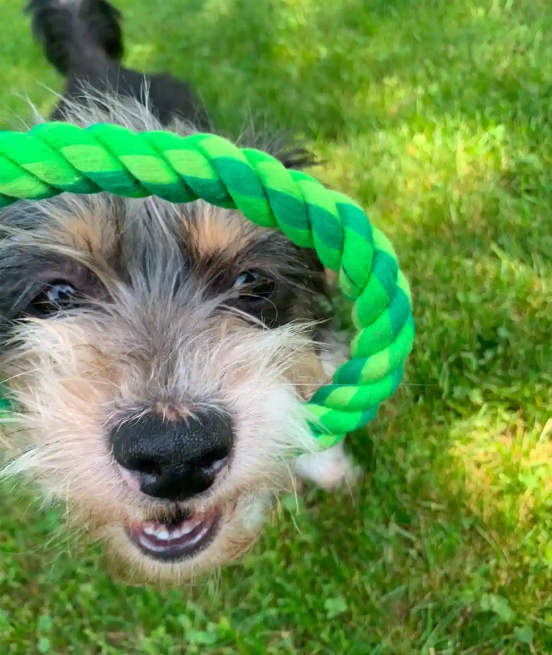 A close-up photo of a scruffy, multi-colored dog with its mouth open and teeth showing, looking directly at the camera while…