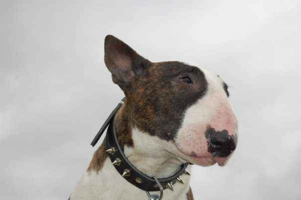 Throwback to my bull terrier from 17 years ago
