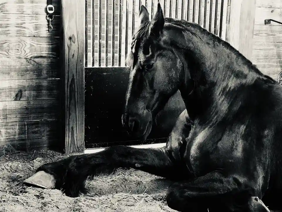 A black-and-white photo of a dark horse resting inside a wooden stable, its head lowered and one front hoof extended. The…