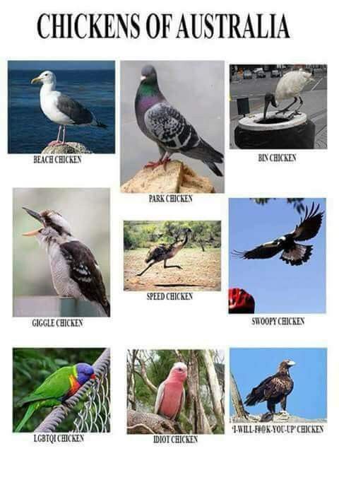 A grid of nine photos of various Australian birds, each labeled with a humorous, human-like nickname implying they are…