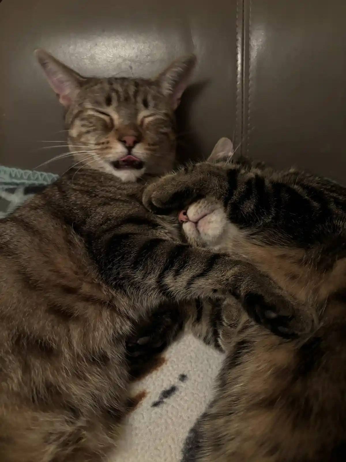 Two tabby cats are curled up together on a couch, one with eyes closed and mouth slightly open as if sleeping, the other…