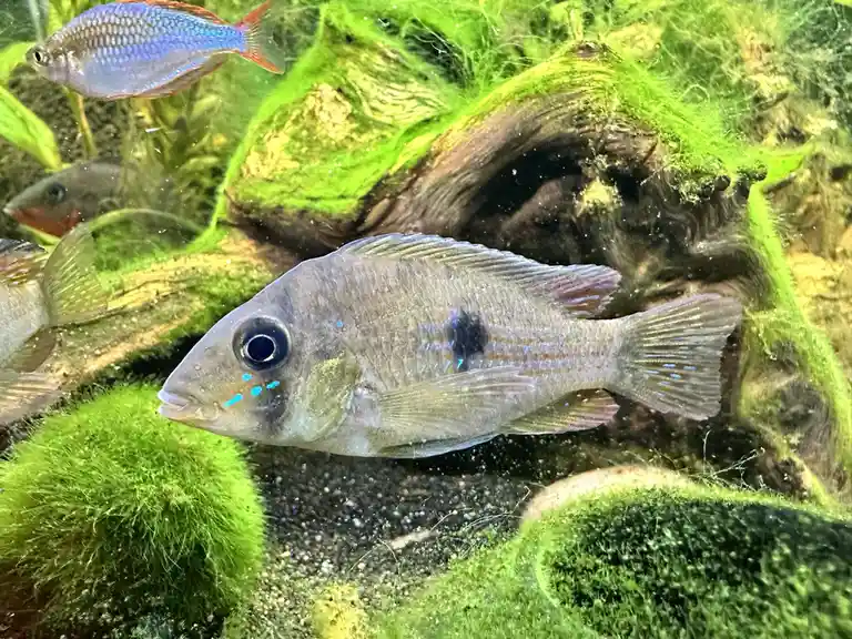 Meet the stunning Gymnogeophagus terrapurpura at just 3 inches!