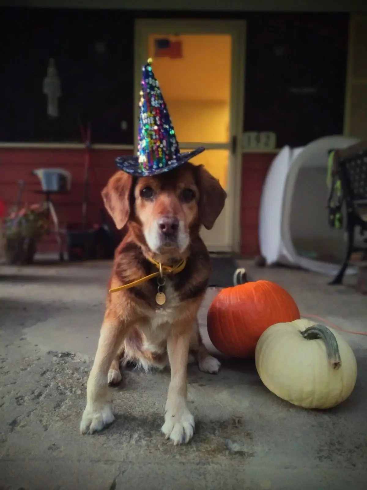 A brown and white dog sits on a concrete porch wearing a sparkly, cone-shaped party hat, looking directly at the camera with…