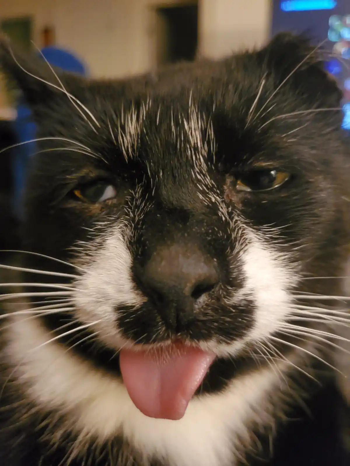 Say Hello to Paddy – Your New Favorite Friend!