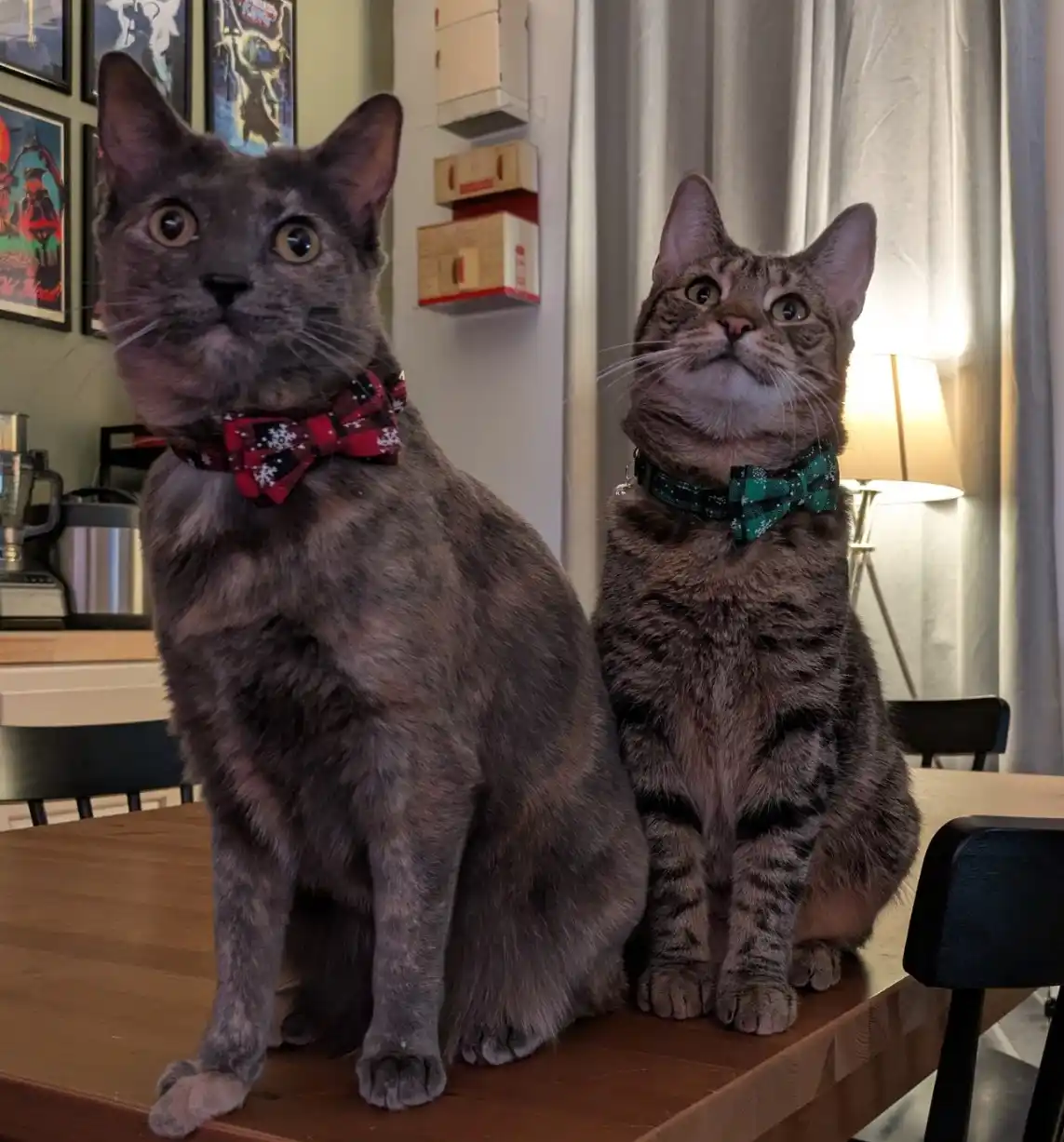 Two cats sit side-by-side on a wooden table, both wearing festive bow ties — one red with snowflakes, the other green with a…