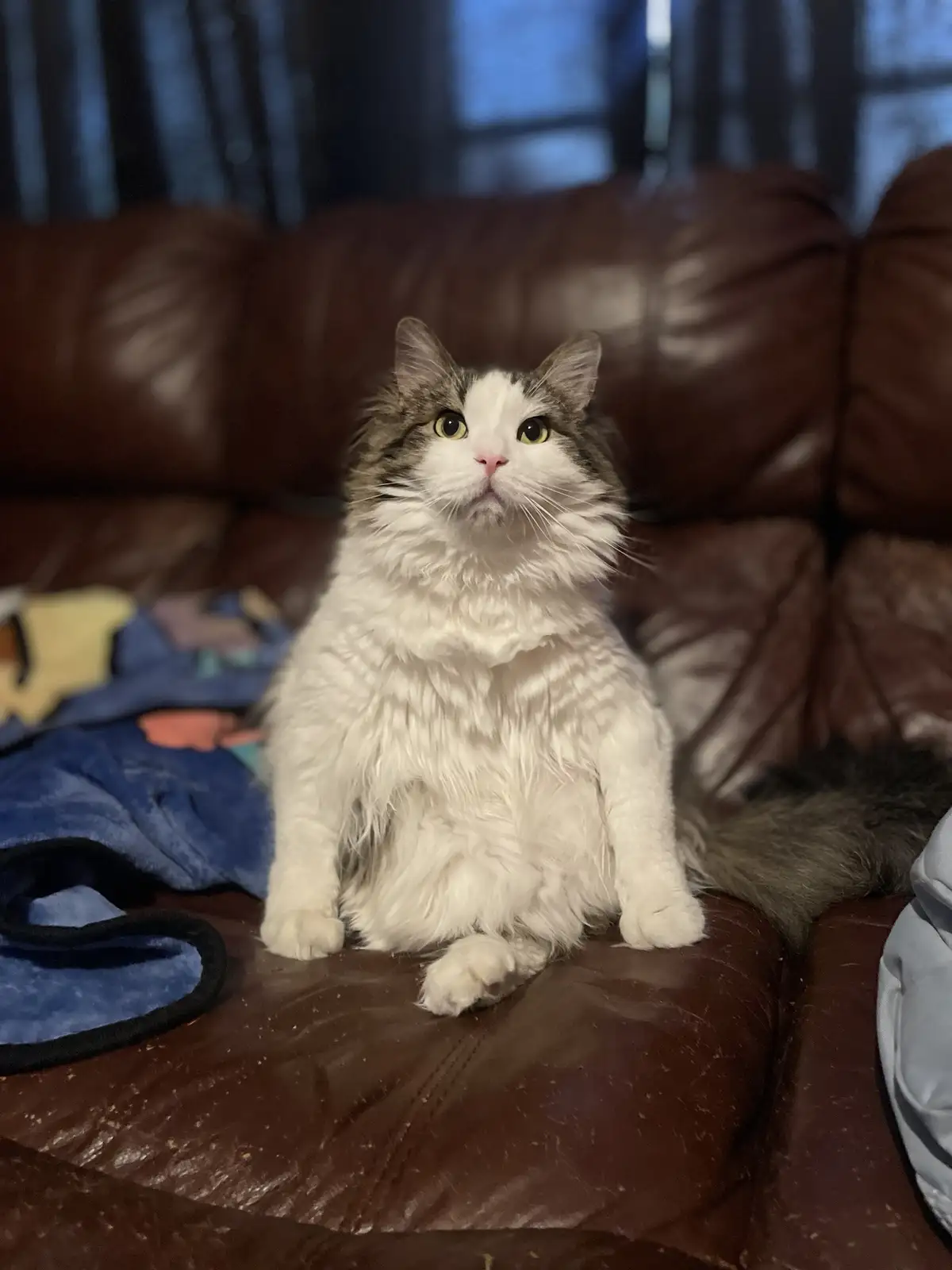 A fluffy white and gray cat with wide, innocent eyes sits upright on a brown leather couch, looking directly at the camera…
