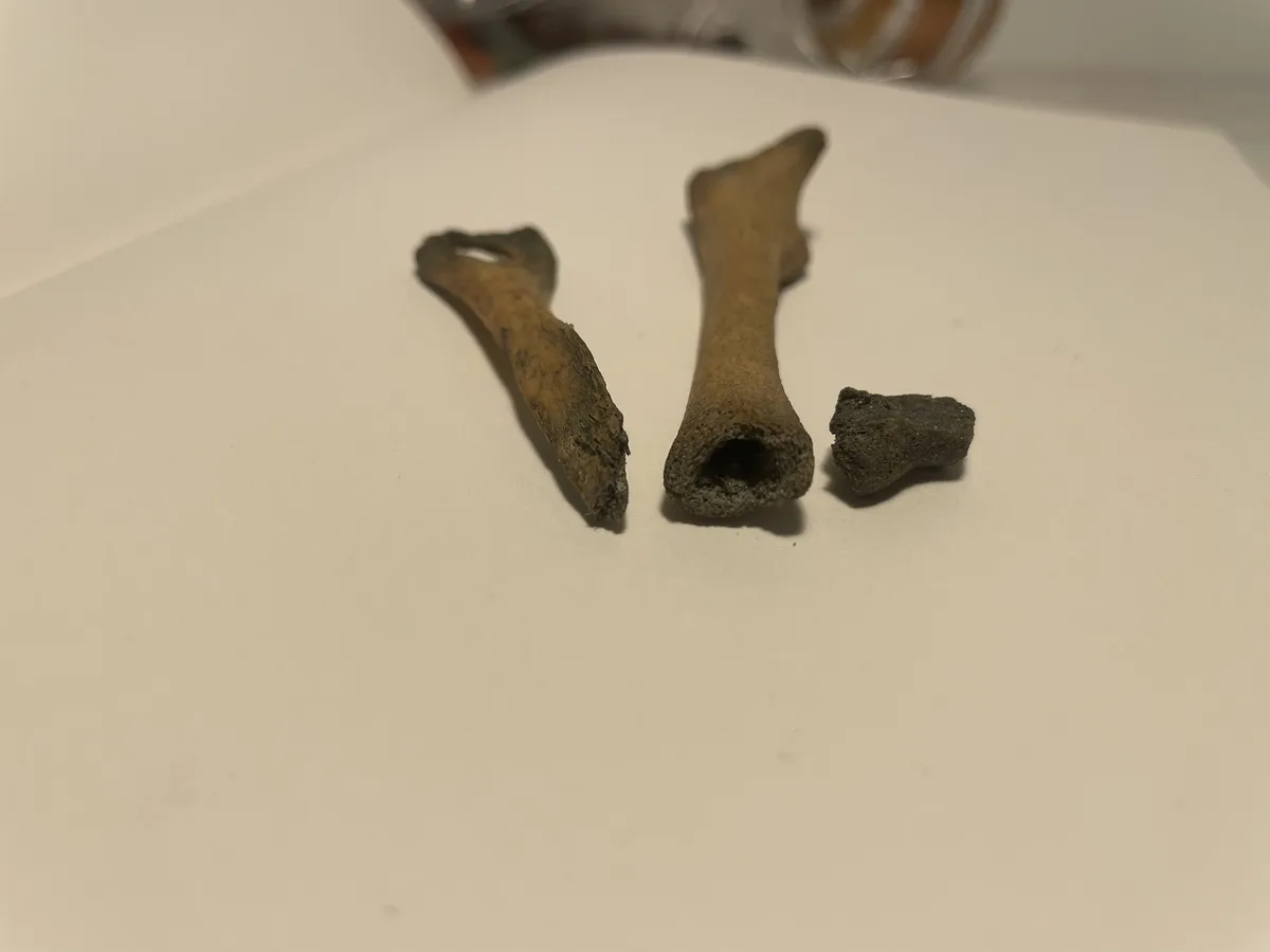 Three small, weathered bone fragments lie on a plain white surface; two are longer with visible marrow cavities, one is a…