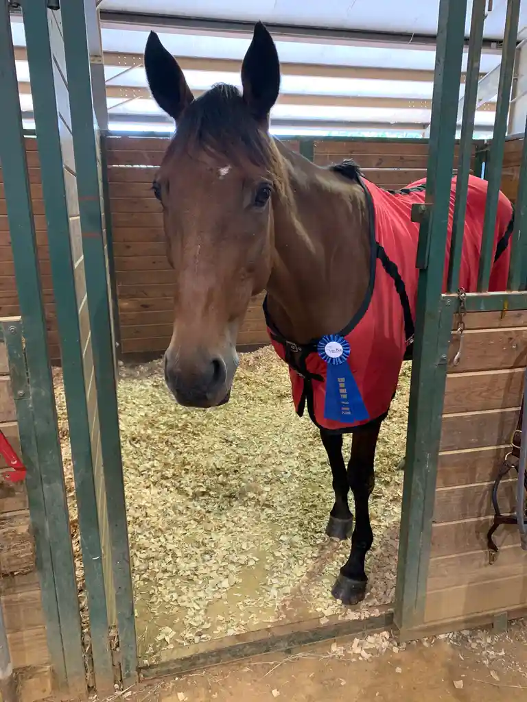 A brown horse wearing a red blanket and a blue 'first place' ribbon stands in a stable stall, looking directly at the…