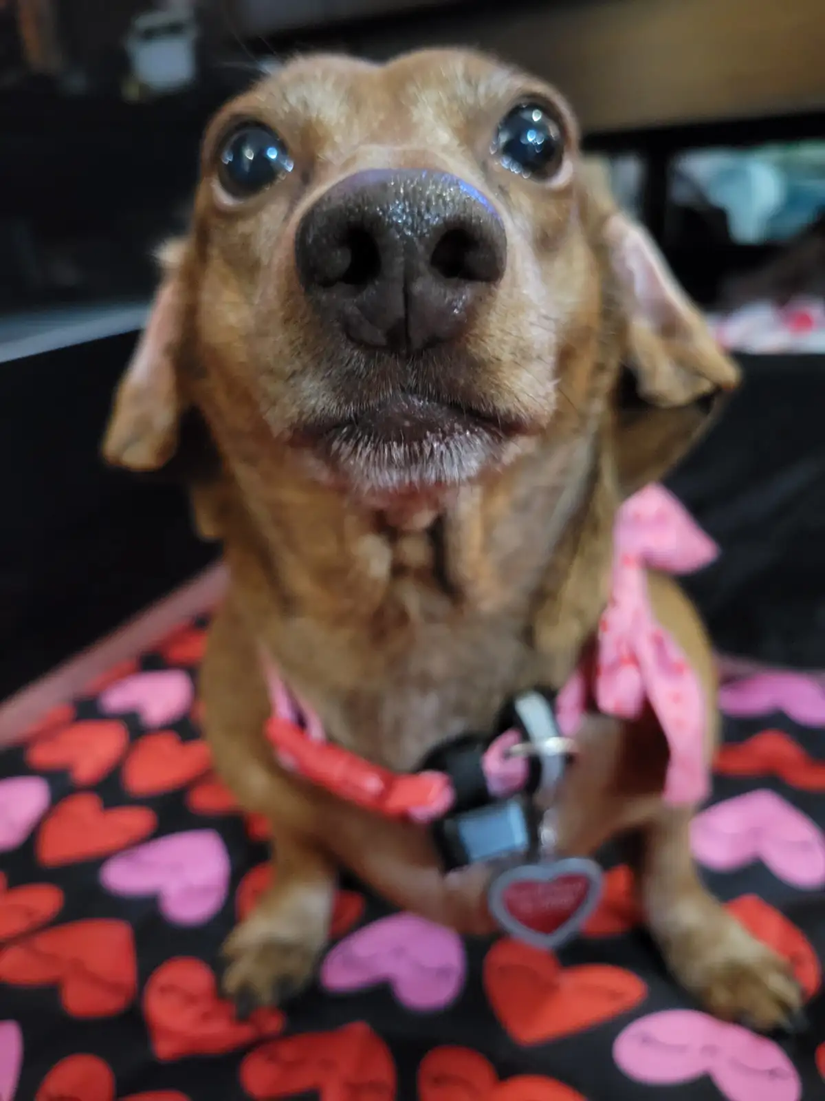 Meet My Adorable Pup Tiger Lilly #778