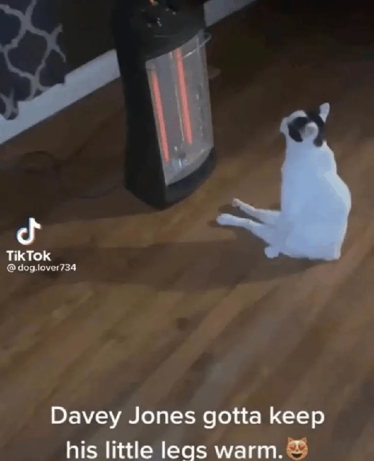 A small white and black cat sits on a wooden floor facing a glowing space heater, with the overlaid text reading 'Davey…