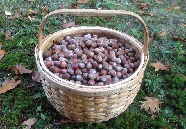 A woven basket filled to the brim with acorns sits on a mossy, leaf-strewn forest floor. The basket has a sturdy handle and…