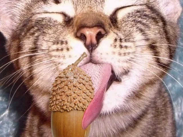 A close-up of a tabby cat with its eyes closed and tongue out, licking an acorn that is positioned directly in front of its…