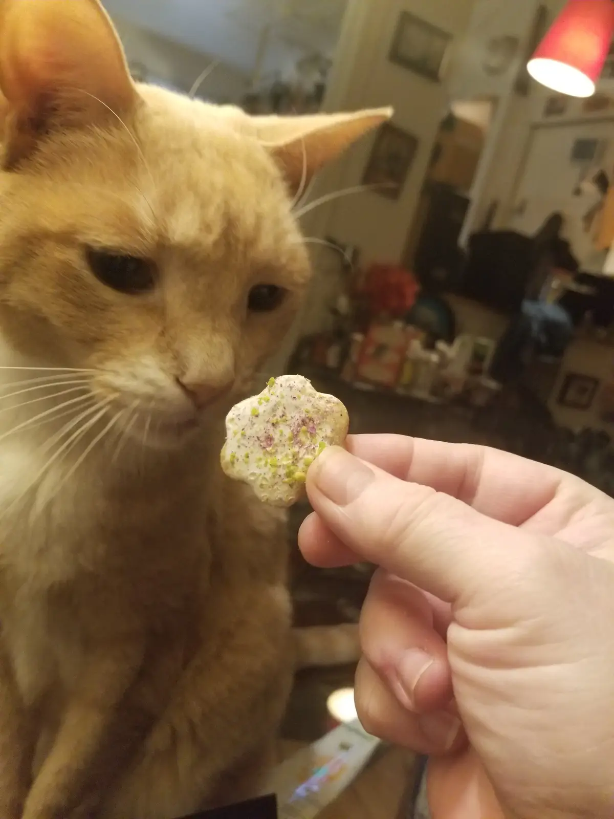 A close-up photo shows a light orange tabby cat staring intently at a small, flower-shaped, decorated cookie held by a human…