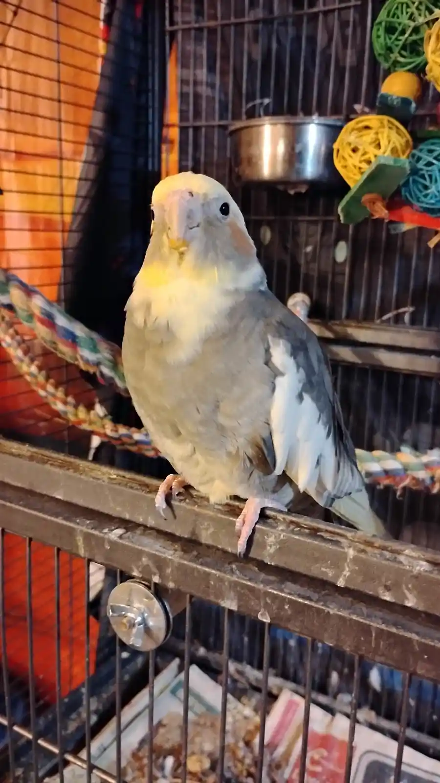 A light-colored cockatiel perched on the top bar of a metal birdcage, looking directly at the camera with a slightly smug or…