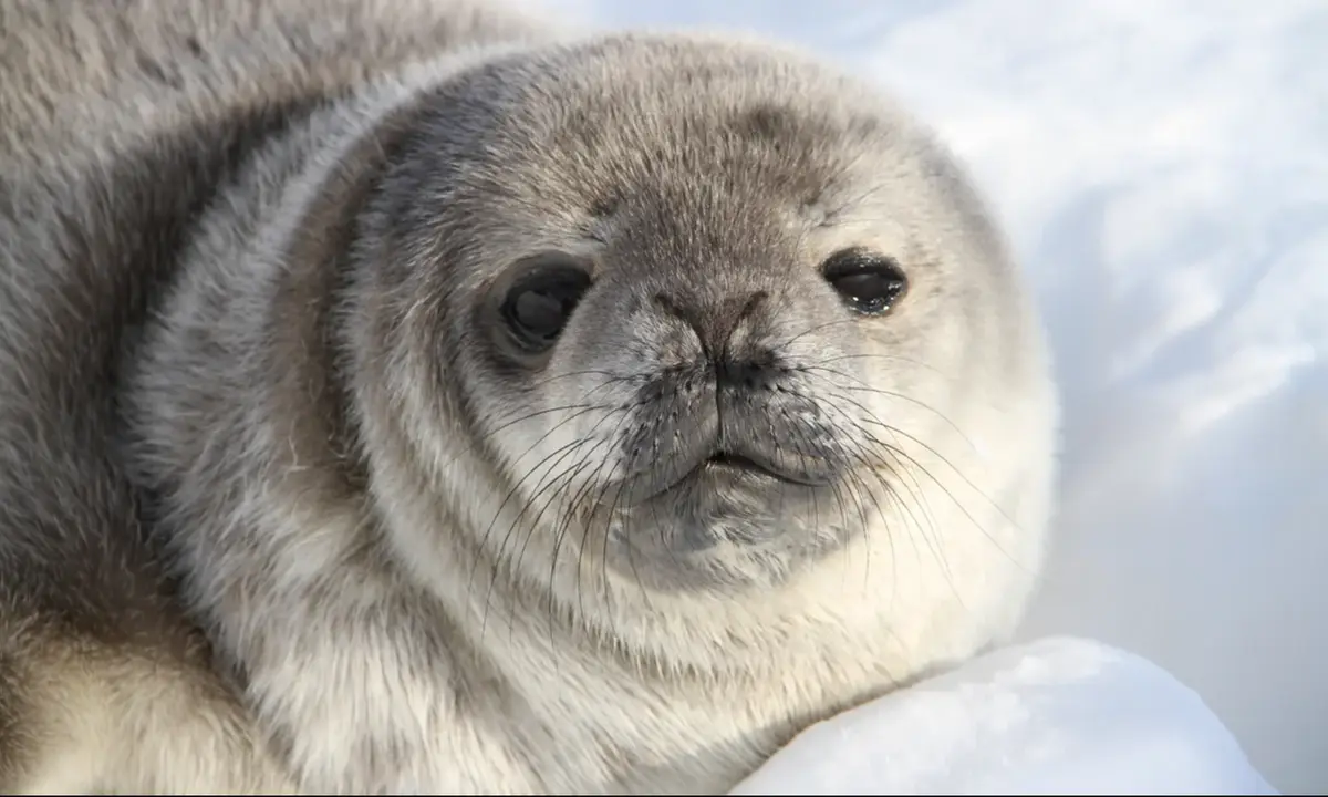 A close-up photo of a fluffy gray seal pup resting on snow, looking directly at the camera with large, expressive eyes. The…