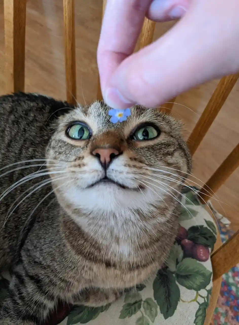 A close-up photo shows a tabby cat with wide, green eyes looking up as a person's hand places a small blue forget-me-not…