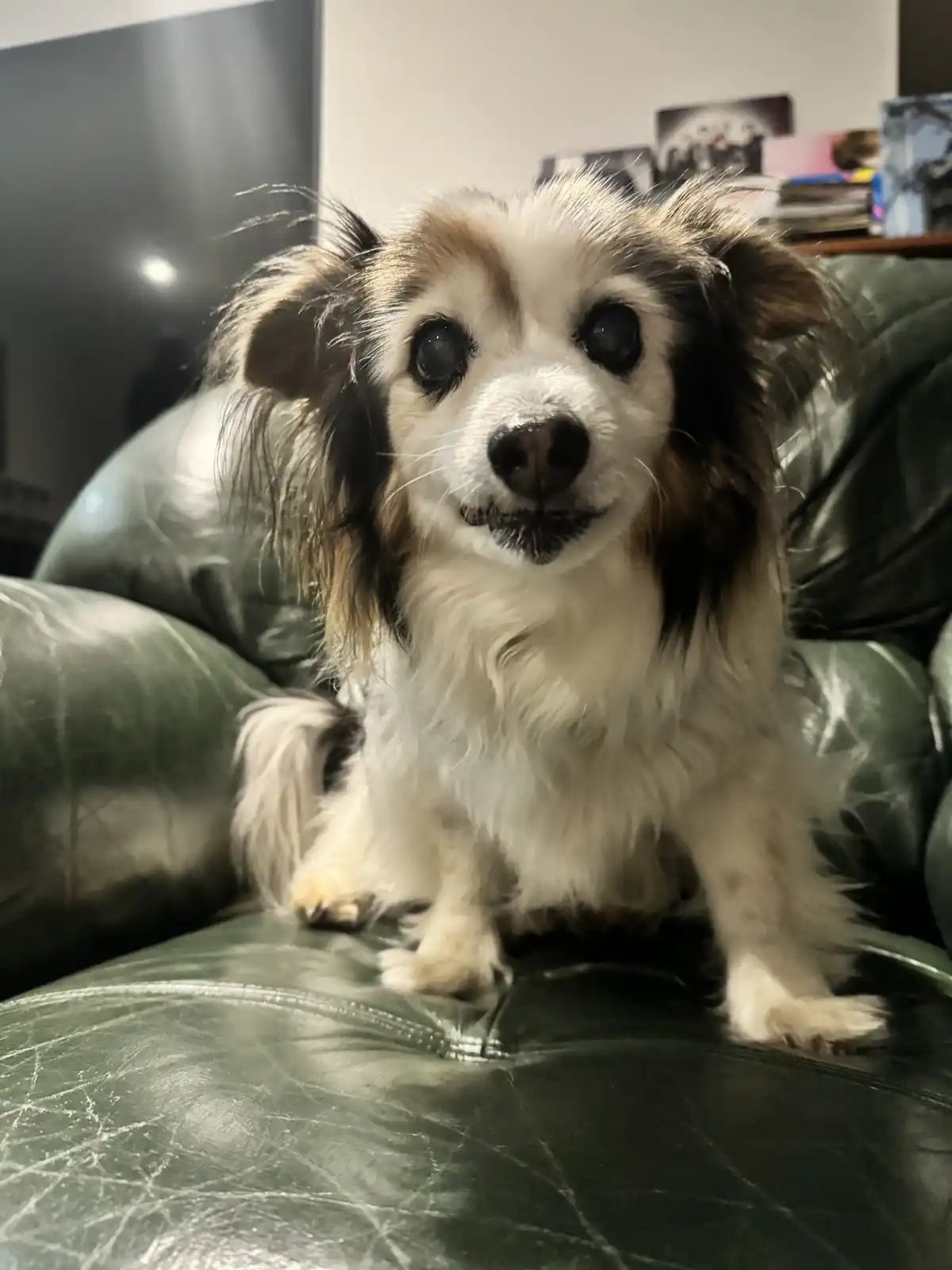 Daily Dose of Cuteness: Meet My Dog Panko