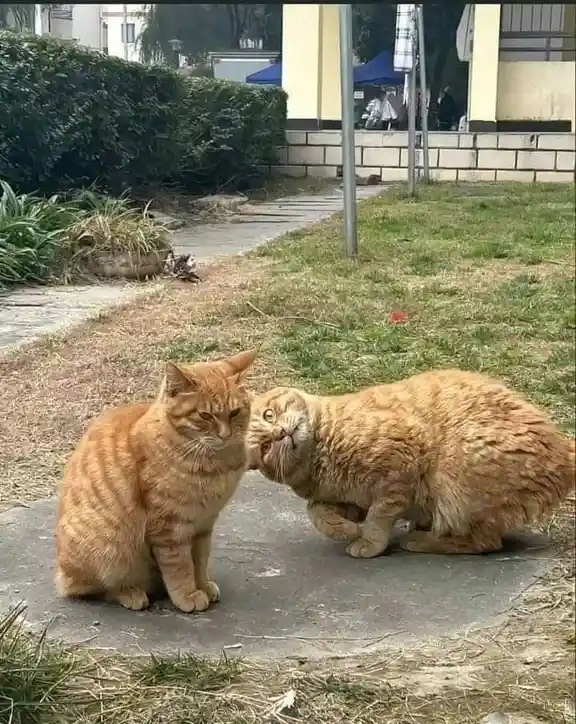 Two orange tabby cats are sitting on a concrete path outdoors. One cat is sitting upright and looking away with a bored…
