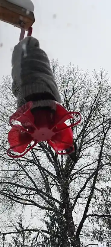 A gray squirrel is seen clinging upside down to a red plastic hummingbird feeder hanging from a wooden structure, with snow…