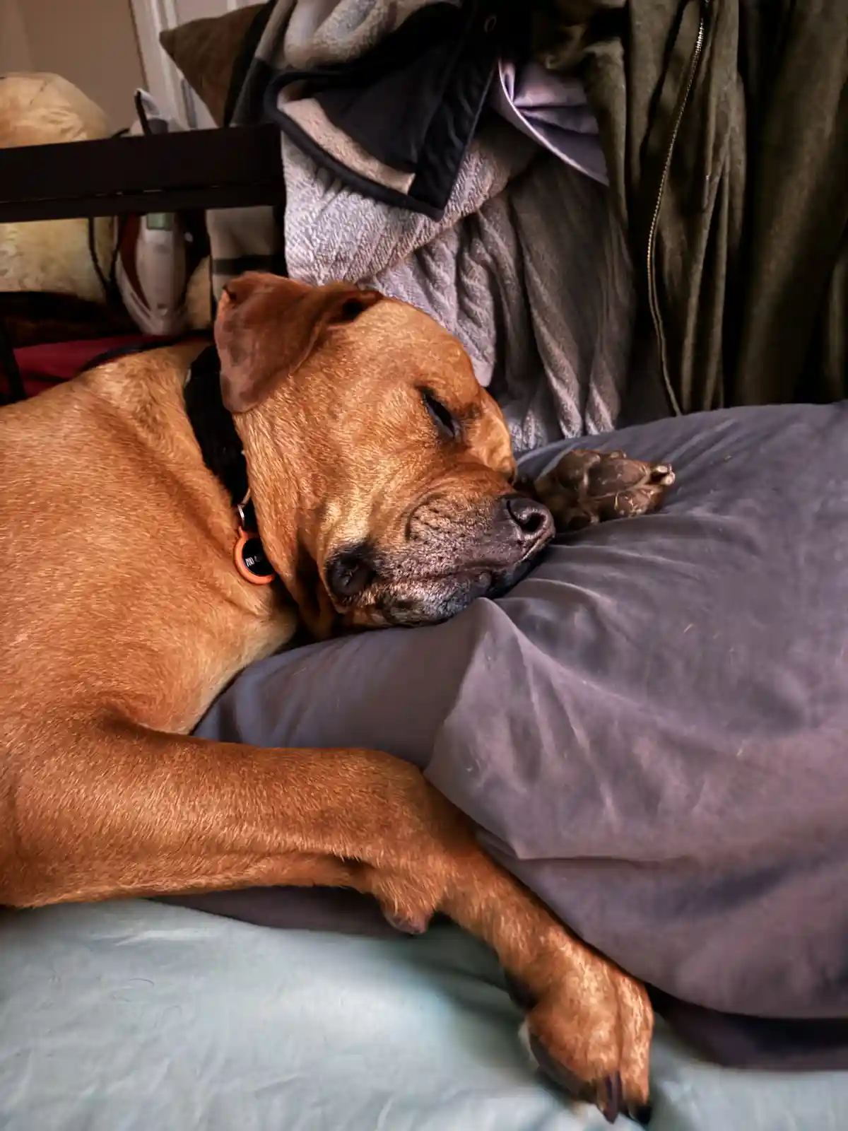 Exhausted Dog is Exhausted