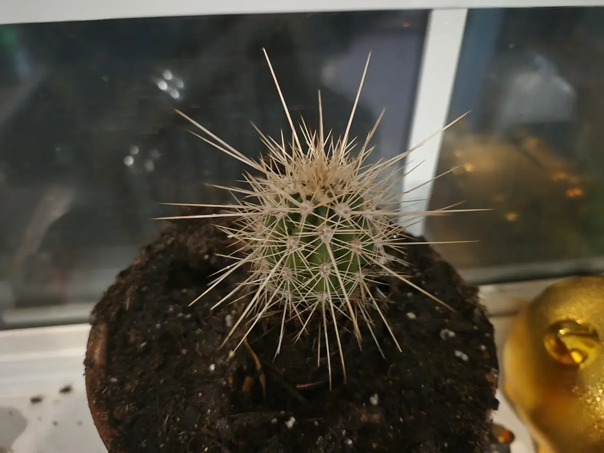 Meet the Adorable Strawberry Hedgehog Cactus
