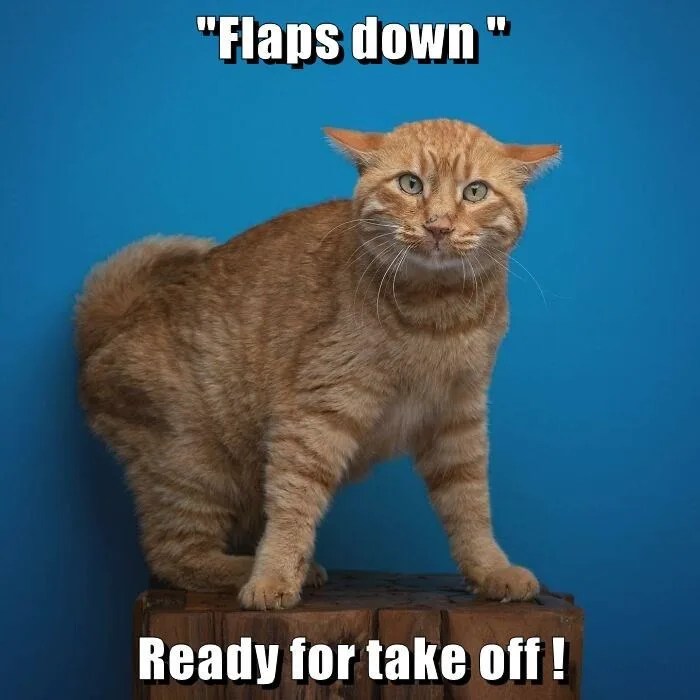 An orange tabby cat stands alert on a wooden block against a solid blue background. The cat has wide, intense eyes and a…