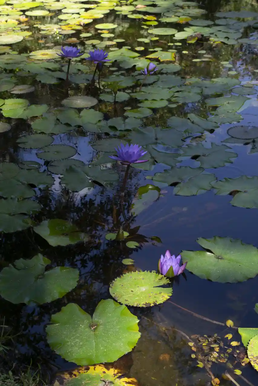 A serene pond filled with green lily pads and several purple water lilies blooming on long stems. The overlaid text reads…