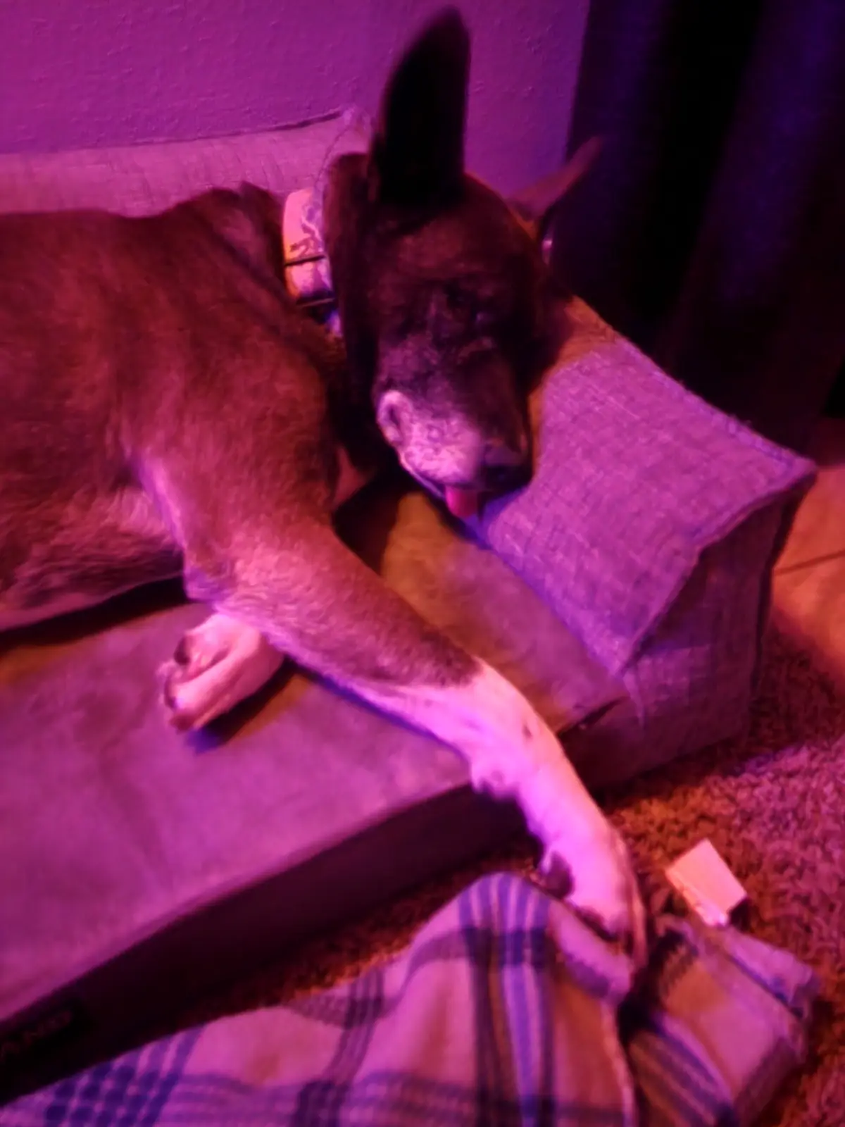 A dog with dark fur and white paws rests on a gray dog bed under purple lighting, its tongue slightly out, looking relaxed…