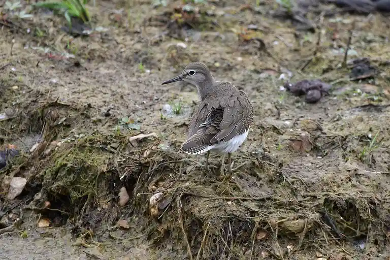 A small brown and white bird stands on muddy, root-covered ground, looking sideways with a slightly disgruntled expression…